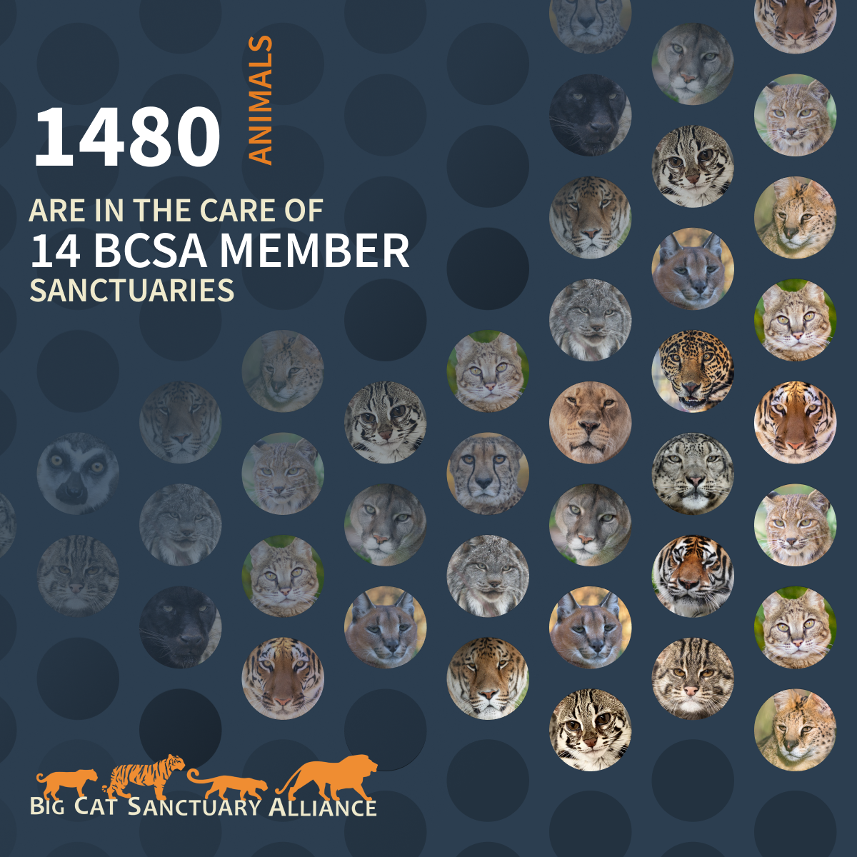 Redirect to substack link